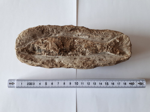 Versteinerung fossil fisch - fossil,
