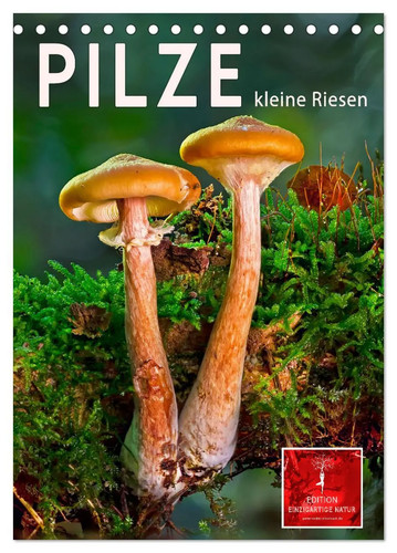 Pilze kleine riesen - -,