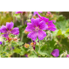 Geranium x magnificum