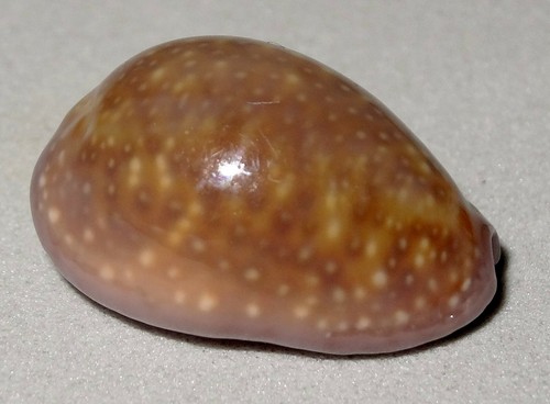 Meeresschnecke cypraea poraria - cypraea,