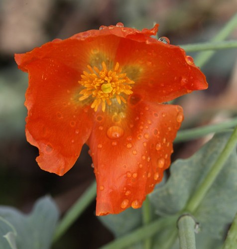 Rotes hornmohn glaucium - -,