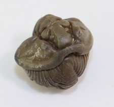 Trilobit, Flexicalymene