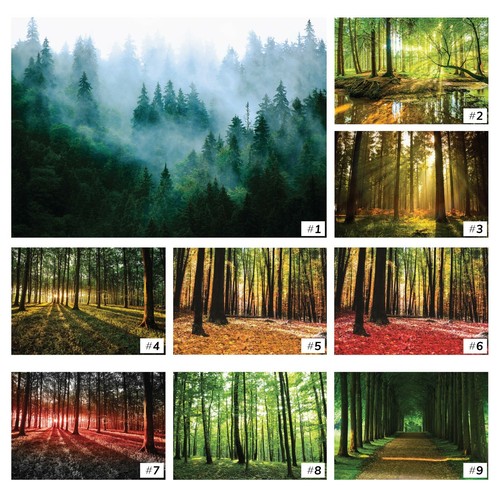 Wald nebel bäume - nebel,