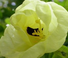 SAMEN gelber Glocken - Orchideenbaum, der klettern kann !