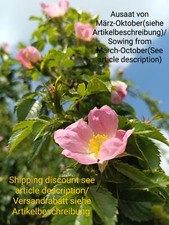 Hundsrose heckenrose - hundsrose,,