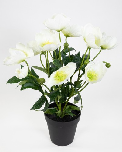 Christrosenbusch 36cm weiß - , im