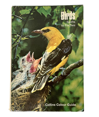 Birds swifts finches - swifts,