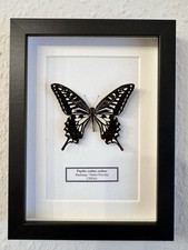 Echter exotischer