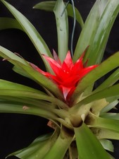 Bromelien, Guzmannia-Hybride