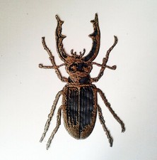 Käferhorn großes Insekt