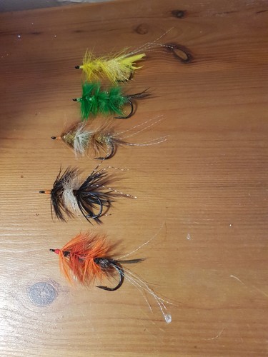 5st shrimp garnele - 5st., shrimp-garnele-