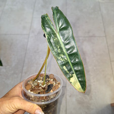 Philodendron Billietiae