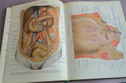 Atlas der anatomie des - atlas,