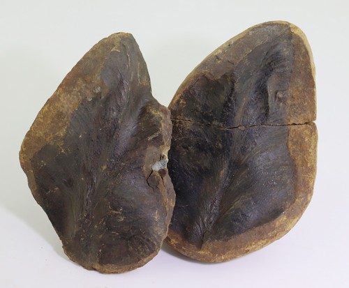 Farn macroneuropteris - farn,,