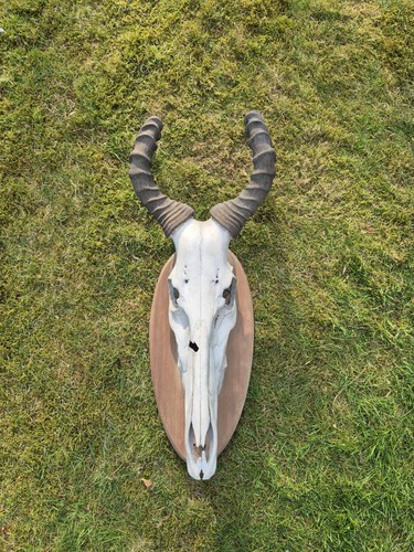 Afrika trophäe hartebeest - afrika,