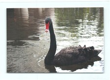 1 AK Schwarzer Schwan