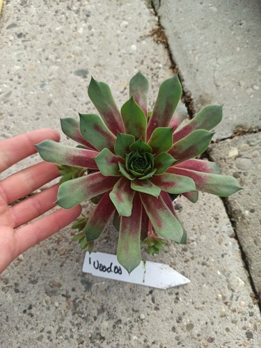 Sempervivum voodoo - sempervivum, 'voodoo'
