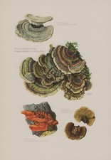 Schmetterlingsporling