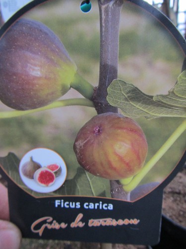 Ficus carica grise de - ficus, 'grise