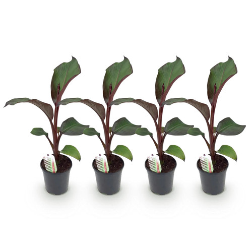 Ensete ventricosum maurelli - ventricosum,