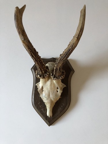 Antik rehbock gehörn - antik,