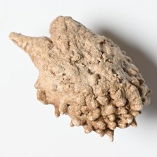 (Sub) Fossile Buchecker