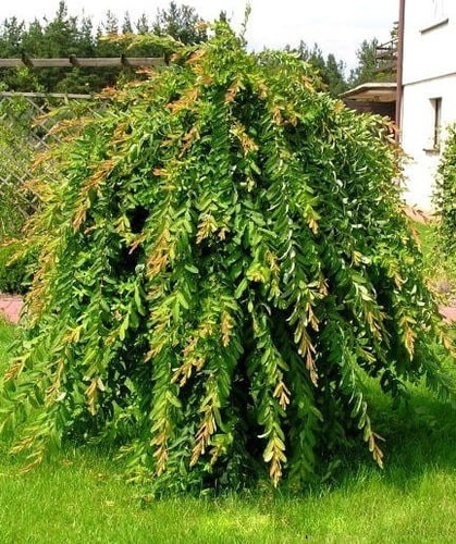 Hänge weide integra - 'integra, pendula'
