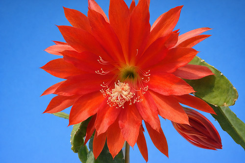 Epicactus epiphyllum - epicactus,