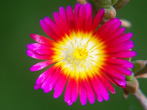 200 samen delosperma - 200, hydride
