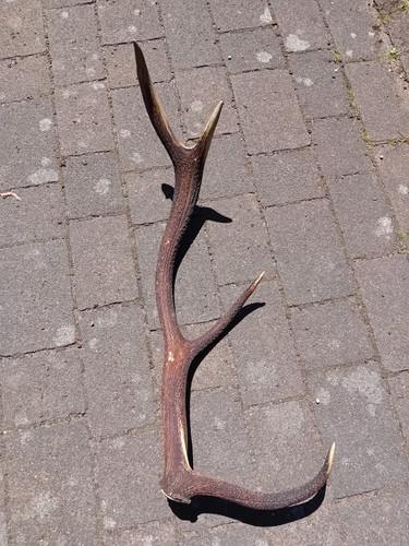 Kapitaler uriger ender 2kg - uriger, 8