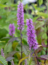 Sale 2124 Chinesischer Gewürzstrauch Elsholtzia Stauntonii Kräuter 25 Samen