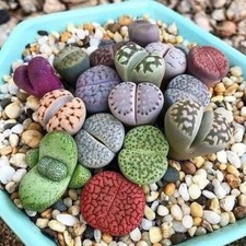 Lithops gemischte Samen x 50 Sukkulenten Samen lebende Steine Samen 50 Sorten UK