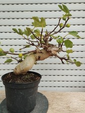 pre Bonsai Ficus Carica Higuera-Feigen-Fichi-Fig