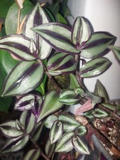 Tradescantia purple passion - tradescantia, "