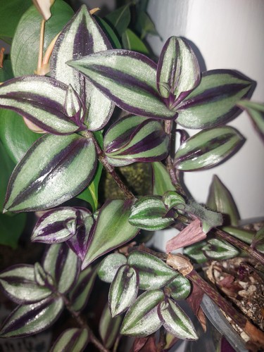 Tradescantia purple passion - tradescantia,
