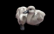 Vintage Royal Copenhagen Porzellan Paar Cygnets/Baby Schwäne #363 Made in Denmark