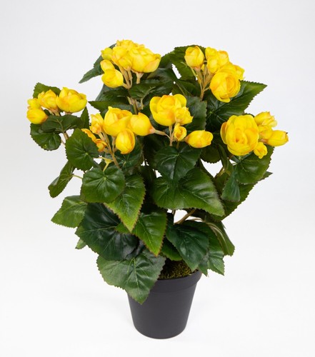 Begonie 38cm gelb topf - im,