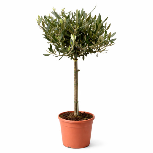 Exotenherz olea europea - exotenherz,