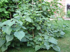 Bio Physalis (Sorte Big Little Buddha) Andenbeere Kapstachelbeere, Neue 15 Samen