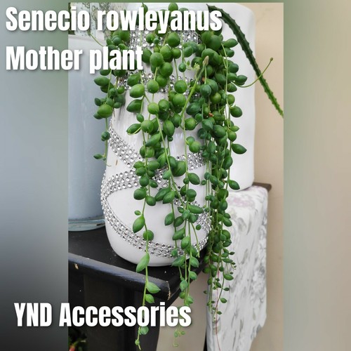 Senecio rowleyanus - 2,