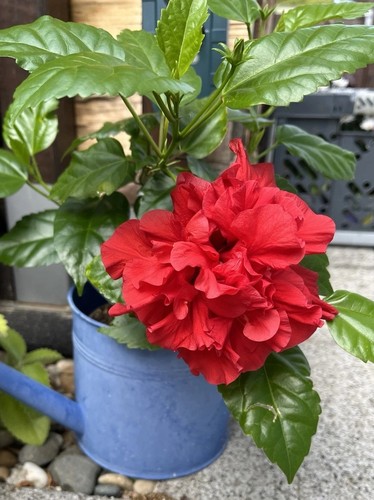Hibiskus rosa sinensis