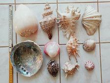 Muschelsammlung große