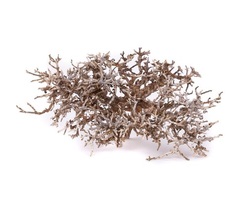 African shrimp tree - ,