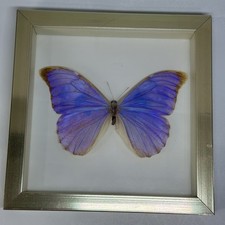 Morpho Menelaus Schmetterling Falter im Bilderrahmen 18 cm