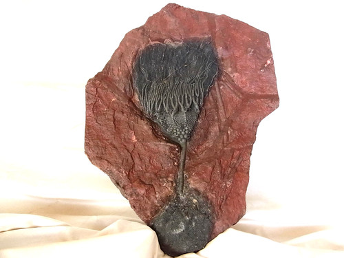 Sehr schöne fossile - , seelilie