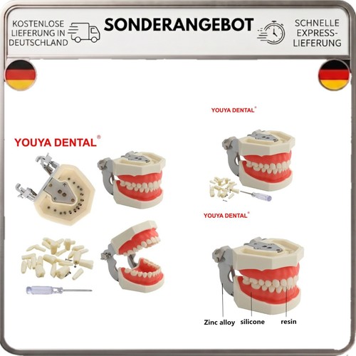 Zahnmodell typodont mit - zahnmodell,