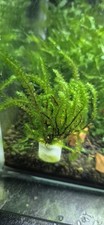 Rare moos distichophyllum sp - moos,