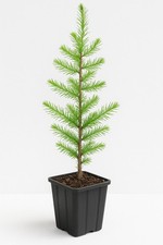 10 Stück XXL Topfpflanzen Raketen europäische Lärche 40-60cm