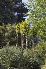 SAMEN Pflanzen Samen Garten