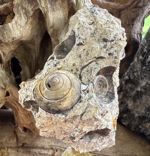 Fossile schnecken mainzer - schnecken, (mainzer